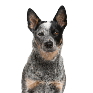 Popular Dog Breeds - Petland Kennesaw