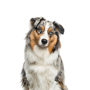Popular Dog Breeds - Petland Kennesaw