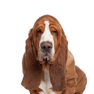 Popular Dog Breeds - Petland Kennesaw