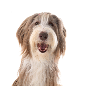 Popular Dog Breeds - Petland Kennesaw
