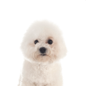 Popular Dog Breeds - Petland Kennesaw