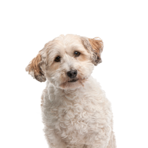 Popular Dog Breeds - Petland Kennesaw