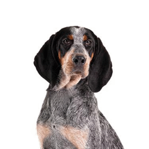 Popular Dog Breeds - Petland Kennesaw
