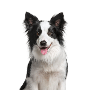Popular Dog Breeds - Petland Kennesaw