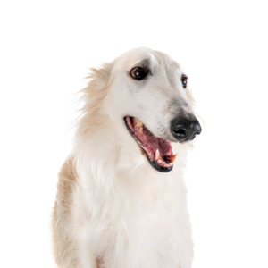 Popular Dog Breeds - Petland Kennesaw