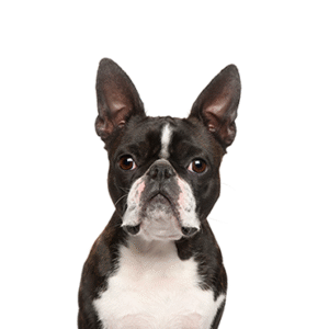 Popular Dog Breeds - Petland Kennesaw