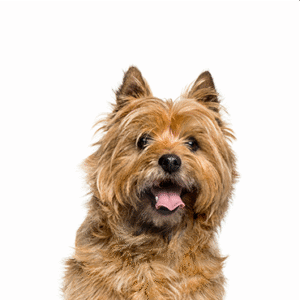 Popular Dog Breeds - Petland Kennesaw