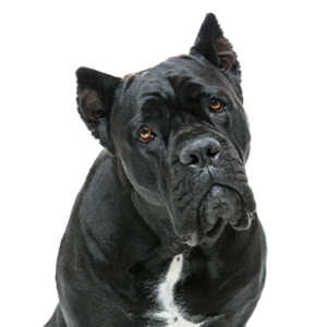 Popular Dog Breeds - Petland Kennesaw