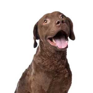 Popular Dog Breeds - Petland Kennesaw