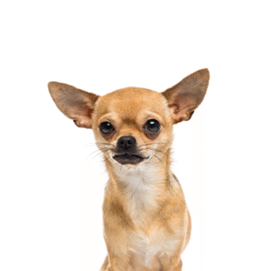 Popular Dog Breeds - Petland Kennesaw