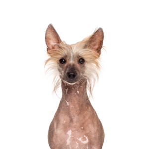 Popular Dog Breeds - Petland Kennesaw