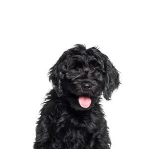 Popular Dog Breeds - Petland Kennesaw