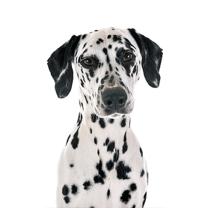 Popular Dog Breeds - Petland Kennesaw