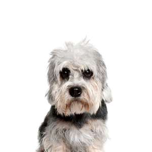 Popular Dog Breeds - Petland Kennesaw