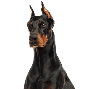 Popular Dog Breeds - Petland Kennesaw