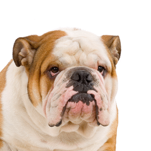 Popular Dog Breeds - Petland Kennesaw