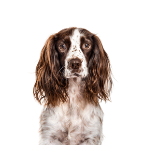 Popular Dog Breeds - Petland Kennesaw