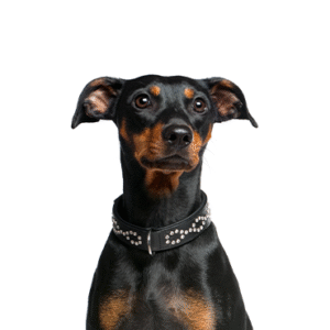 Popular Dog Breeds - Petland Kennesaw