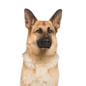 Popular Dog Breeds - Petland Kennesaw