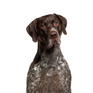 Popular Dog Breeds - Petland Kennesaw