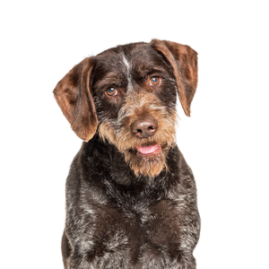 Popular Dog Breeds - Petland Kennesaw