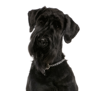Popular Dog Breeds - Petland Kennesaw