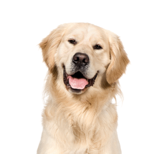 Popular Dog Breeds - Petland Kennesaw