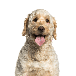 Popular Dog Breeds - Petland Kennesaw