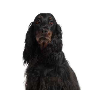 Popular Dog Breeds - Petland Kennesaw