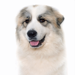 Popular Dog Breeds - Petland Kennesaw