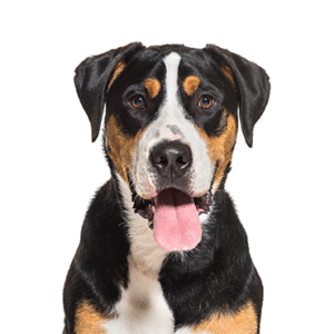 Popular Dog Breeds - Petland Kennesaw