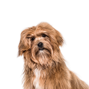 Popular Dog Breeds - Petland Kennesaw