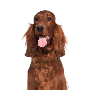 Popular Dog Breeds - Petland Kennesaw