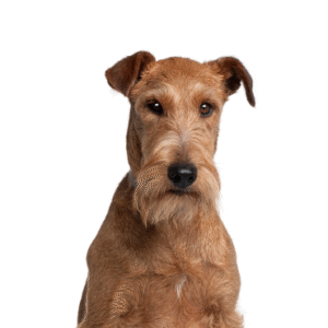 Popular Dog Breeds - Petland Kennesaw