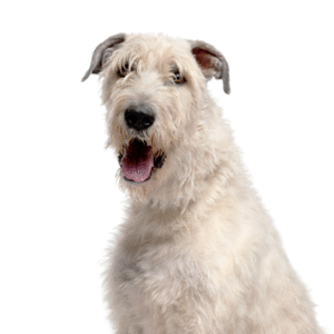 Popular Dog Breeds - Petland Kennesaw