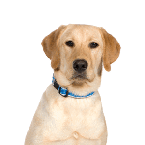 Popular Dog Breeds - Petland Kennesaw