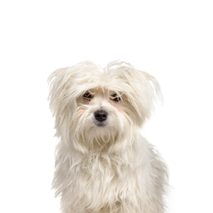 Popular Dog Breeds - Petland Kennesaw