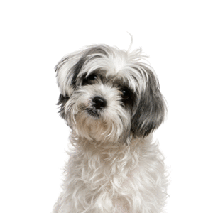 Popular Dog Breeds - Petland Kennesaw