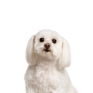 Popular Dog Breeds - Petland Kennesaw
