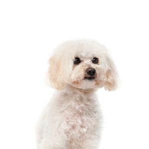Popular Dog Breeds - Petland Kennesaw
