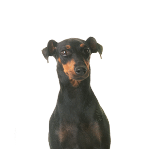 Popular Dog Breeds - Petland Kennesaw