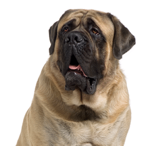 Popular Dog Breeds - Petland Kennesaw