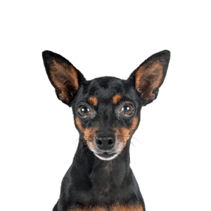 Popular Dog Breeds - Petland Kennesaw