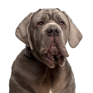 Popular Dog Breeds - Petland Kennesaw