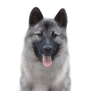 Popular Dog Breeds - Petland Kennesaw