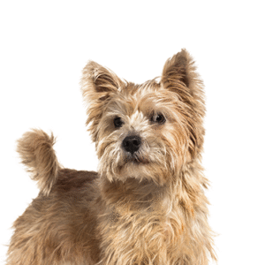 Popular Dog Breeds - Petland Kennesaw