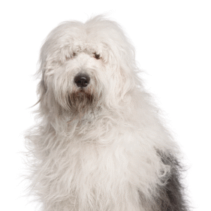 Popular Dog Breeds - Petland Kennesaw
