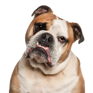 Popular Dog Breeds - Petland Kennesaw
