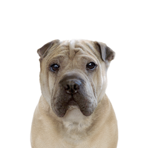 Popular Dog Breeds - Petland Kennesaw