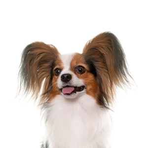 Popular Dog Breeds - Petland Kennesaw